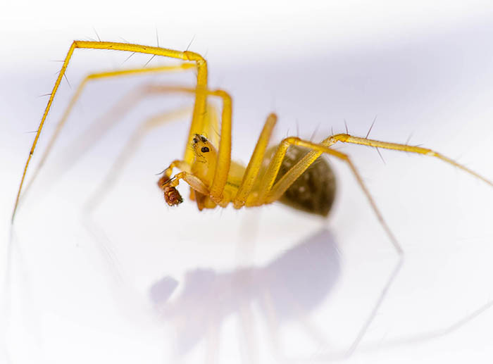 Bolyphantes alticeps spider