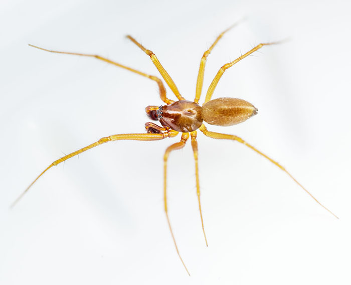 Helophora insignis spider