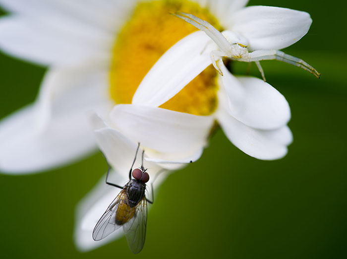 Misumena vatia spider (top right).