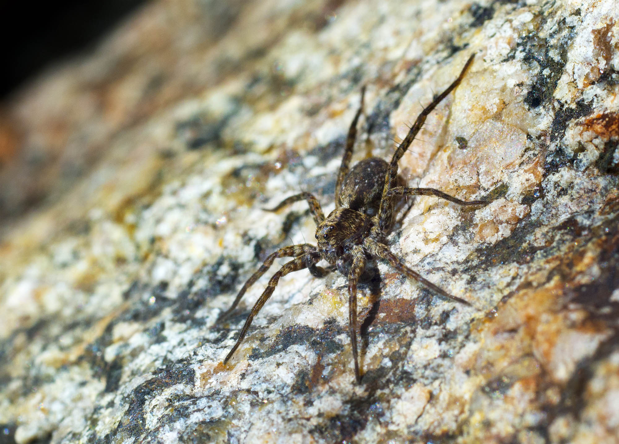 Wolf spider