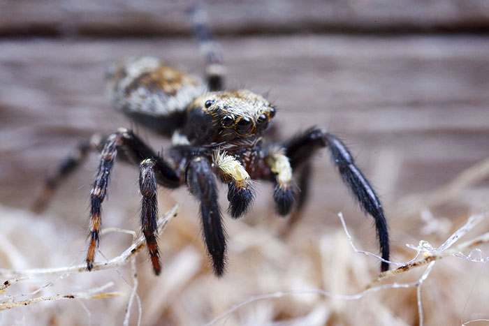 Pseudeuophrys erratica spider