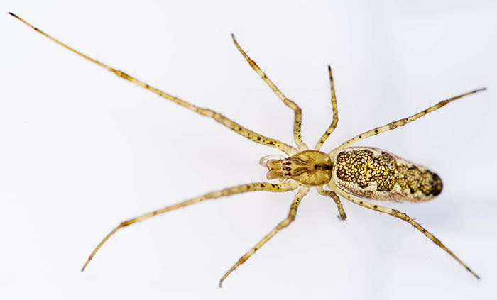 Tetragnatha dearmata